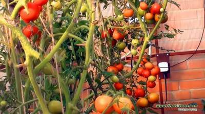 Сорта томатов: выбираем вкусные, устойчивые, для грунта и теплиц - skuke.net