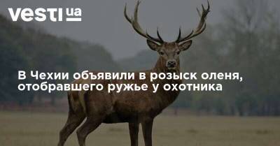 В Чехии объявили в розыск оленя, отобравшего ружье у охотника - vesti.ua - США - Чехия - шт. Мичиган