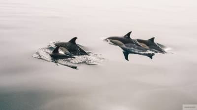 Привычки дельфинов могут помочь дайверам в погружении на глубину - politros.com