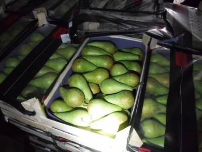 В Курганской области на мусоросвалке уничтожат 2,5 тонны санкционных груш - znak.com - Москва - Иркутск - Курганская обл.