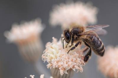 Ученые нанесли на карту распространение всех видов пчел - agroportal.ua - Китай - Украина - Антарктида