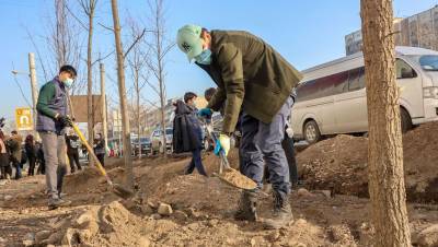 В Алматы посадили 30 дубов на месте незаконно вырубленных деревьев возле магазина Sulpak - informburo.kz - Алма-Ата - Алматинская обл.