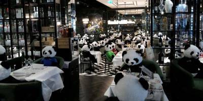 Kai Pfaffenbach - Плюшевая панда-мия. В немецком ресторане выступили против локдауна с игрушечными пандами вместо посетителей — фото - nv.ua - Германия