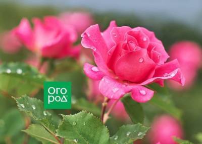 9 лучших сортов роз, цветущих все лето - skuke.net