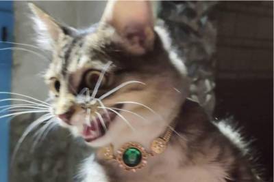 Кота-богача с изумрудным ожерельем нашли на улице в Новосибирске - novos.mk.ru - Новосибирск