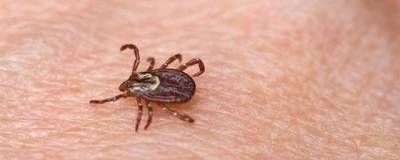 Российские ученые нашли простой и быстрый метод выявления клещевого энцефалита - runews24.ru