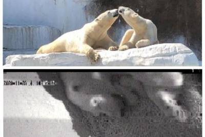 У новосибирских белых медведей в Японии родились внуки - novos.mk.ru - Япония