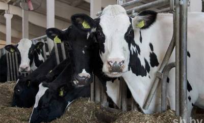 6000 кг молока от коровы. Как модернизация СПК поднимает эффективность хозяйств - grodnonews.by - Белоруссия