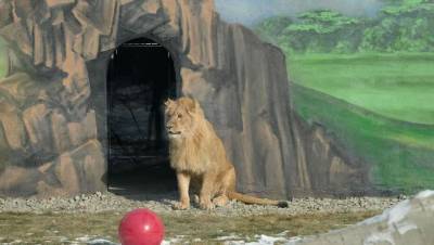 В Алматинском зоопарке открыли новый вольер для актауского льва Симбы - informburo.kz