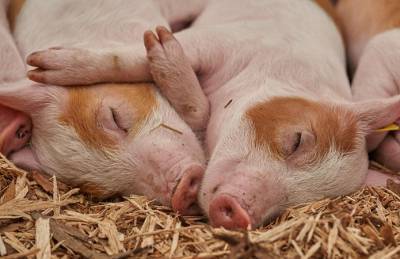 Валовый доход KSG Agro от реализации свиней превысил $7,4 млн - agroportal.ua - Украина