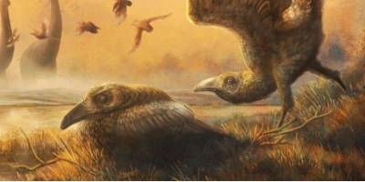 Зубастый тукан. На Мадагаскаре нашли череп удивительной птицы времен динозавров - nv.ua - Мадагаскар