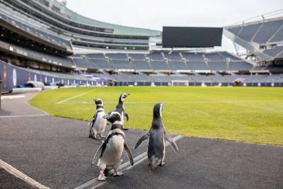 В США пингвинам устроили прогулку на футбольный стадион: милое видео - 24tv.ua - США