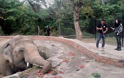Шер освободила "самого одинокого слона в мире" - korrespondent.net - Камбоджа - Пакистан - Исламабад