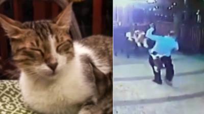Разъяренная кошка набросилась на турка и стянула с него брюки - polit.info - Англия - Турция - Стамбул