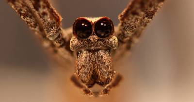 Ученые выяснили, что пауки-дейнопиды могут «слышать» лапами - popmech.ru