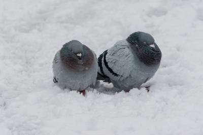 Павел Глазков - Биолог рассказал, каких редких животных можно увидеть в Петербурге зимой - neva.today - Санкт-Петербург