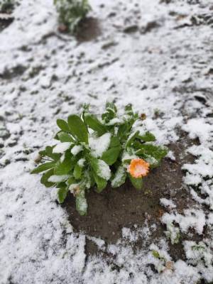 В Одесской области уже выпал первый снег (фото) - odessa-life.od.ua - Украина - Одесская обл. - Болград