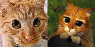 Помните кота с милыми глазами из Шрека? Кажется, его нашли в реальной жизни — видео - nv.ua