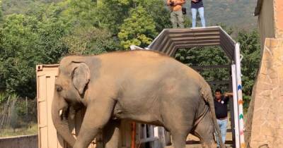 Певица Шер спасла толстого и одинокого слона из пакистанского зоопарка - focus.ua - Камбоджа - Пакистан - Исламабад - Шри Ланка