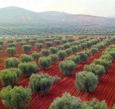 Турция выкачивает из Сирии оливковое масло - anna-news.info - Сирия - Турция - провинция Алеппо