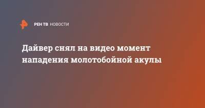 принцесса Шарлотта - Дайвер снял на видео момент нападения молотобойной акулы - ren.tv - Австралия