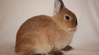 Карликовый кролик Рекс: особенности породы и ухода - skuke.net