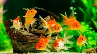 Уход за аквариумными рыбками: как содержать домашний аквариум? - skuke.net