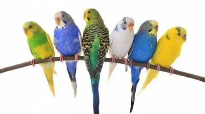 Как ухаживать за волнистым попугаем: питание, гигиена, развитие и т.д. - skuke.net