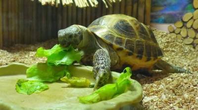 Содержание черепахи: что стоит знать в начале? - skuke.net