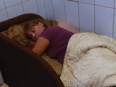 Александр Федоров - Сотрудница «Велеса» показала львенка Зевса, уснув с ним в обнимку - ivbg.ru