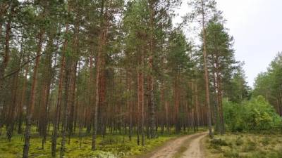 Два гендиректора незаконно вырубили в лесах Ленобласти деревьев на 4,7 млн рублей - piter.tv - Ленинградская обл.