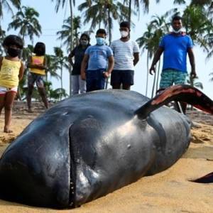 На Шри-Ланке спасли более сотни дельфинов-гринд, которых выбросило на берег. Видео - reporter-ua.com - Шри Ланка - Коломбо