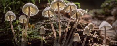 В Вашингтоне декриминализировали выращивание галлюциногенных грибов - runews24.ru - Вашингтон - Колумбия - шт.Нью-Джерси - штат Миссисипи - шт. Аризона - штат Монтана - штат Орегон - штат Южная Дакота
