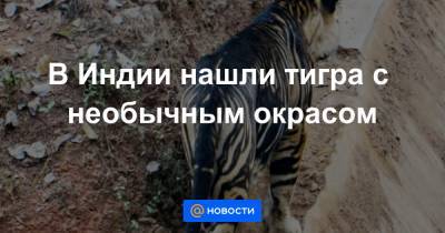 Анна Лысенко - В Индии нашли тигра с необычным окрасом - news.mail.ru - India - штат Одиша