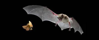 Летучие мыши моделируют будущее во время охоты, – учёные - inform-ua.info