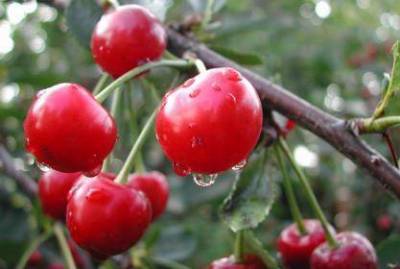 Причины слабой урожайности вишни - skuke.net