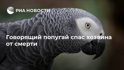 Австралия - Говорящий попугай спас хозяина от смерти - ria.ru - Москва - Брисбен