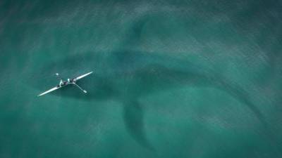 У берегов Калифорнии кит едва не проглотил двух женщин - piter.tv - Австралия - шт. Калифорния
