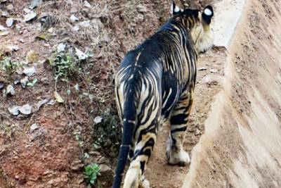 Редчайший черный тигр попал в объектив фотоаппарата - lenta.ru - India - штат Одиша