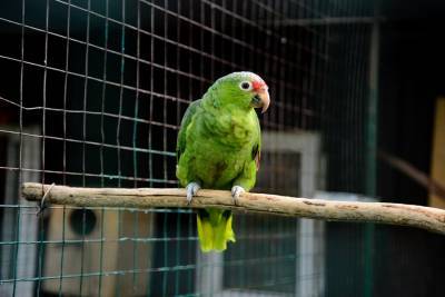 Говорящий попугай спас жизнь своему хозяину - m24.ru - Китай - Австралия - Брисбен