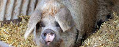В Мексике выращиваемая на убой свинья съела своего нетрезвого хозяина - runews24.ru - Mexico