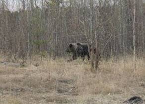 В Югре многодетный отец матом прогнал медведя, который пытался вломиться к нему в дом - nakanune.ru - Югра