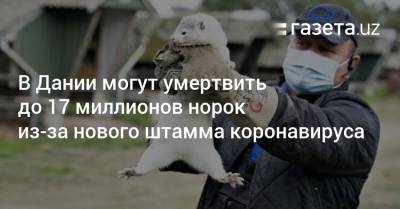 Метте Фредериксен - В Дании могут умертвить до 17 миллионов норок из-за нового штамма коронавируса - gazeta.uz - Дания