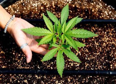 Джо Байден - Референдум о легализации марихуаны в США простимулирует рост отрасли, несмотря на неопределенность вокруг выборов - smartmoney.one - США - шт.Нью-Джерси - шт. Аризона - штат Монтана - штат Южная Дакота