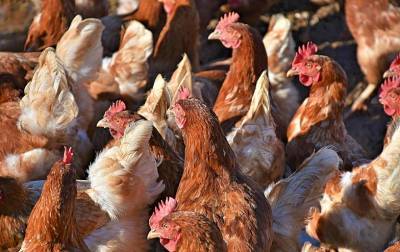В Неклиновском районе обнаружили очаг гриппа птиц - dontr.ru - Приморье край - район Неклиновский