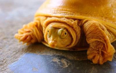 В Индии обнаружили редкую черепаху-альбиноса - korrespondent.net - New York - Индия - Непал