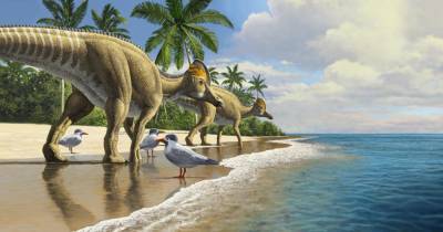 В Африке впервые нашли окаменелость «утконосого» динозавра - popmech.ru