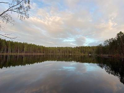 Александр Дрозденко - Жители Ленобласти: Завод заливает бетоном лес - rosbalt.ru - Ленинградская обл. - район Кингисеппский