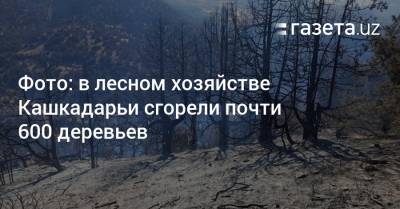 Фото: в лесном хозяйстве Кашкадарьи сгорели почти 600 деревьев - gazeta.uz - Узбекистан - район Шерабадский