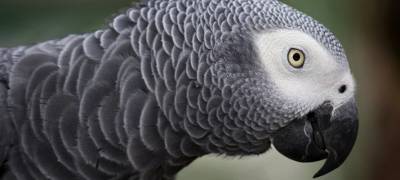 Говорящий попугай спас хозяина от смерти - stolicaonego.ru - Брисбен